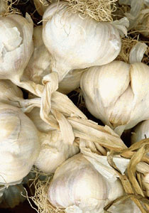 اعشاب لا غنى عنها ابدًا