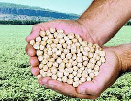 الحمص يمتلك القدره العلاجيه