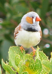 فك الشفرة الجينية لطائر مغرد والتعرف على أكثر من 800 جين!!