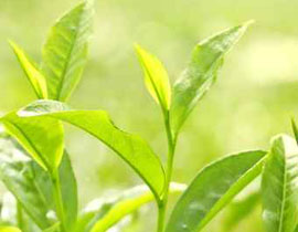 زيت الشاي يحميكم من سرطان الجلد!