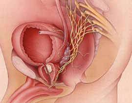 اكتشاف الخلية التي يحتمل أن تكون مصدر سرطان البروستات!!