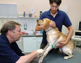 الكلاب تفيد المعاقين على الحركة بشكل افضل!