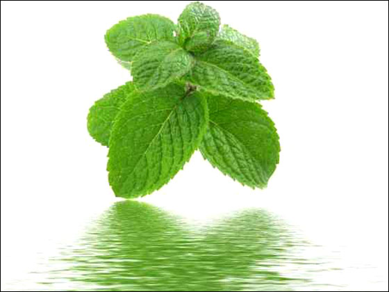 تخلص من رائحة الفم  بالبقدونس والنعناع!