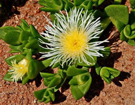 مع نبتة "كانا".. لا للعصبية والتوتر بعد اليوم!