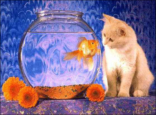 اليكم اجمل احواض سمك!