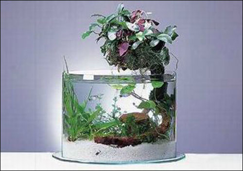 اليكم اجمل احواض سمك!