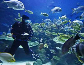 مصري يعلم الغطس للمكفوفين في البحر الأحمر!