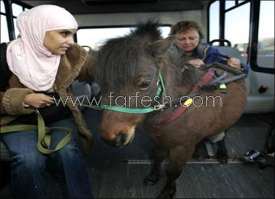 الفرس "كالي" رفيق دائم للضريرة منى.. حتى في الجامعة! الفرس "كالي" رفيق دائم للضريرة منى.. حتى في الجامعة!