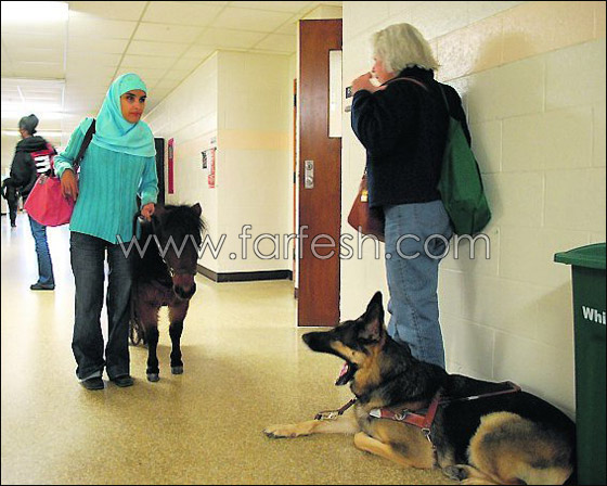 الفرس "كالي" رفيق دائم للضريرة منى.. حتى في الجامعة! الفرس "كالي" رفيق دائم للضريرة منى.. حتى في الجامعة!