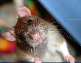 الاضطراب في الرحل الجوية الطويلة يدل على "البله"!