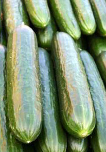 نقدم لكم.. وصفات ناجحة وسريعة للتنحيف بالأعشاب!! نقدم لكم.. وصفات ناجحة وسريعة للتنحيف بالأعشاب!!