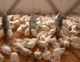 لمقاومة انفلونزا الطيور.. اجراء تعديل وراثي على الدجاج!! 