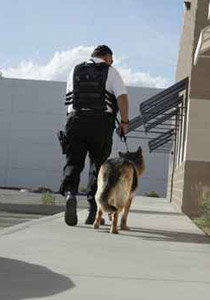 الكلاب.. افضل اداة لاكتشاف سرطان البروستات مبكراً!