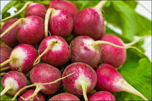 الفجل.. محارب للجراثيم والسرطان وتسوس الاسنان!! الفجل.. محارب للجراثيم والسرطان وتسوس الاسنان!!