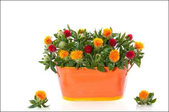 نقدم لكم مجموعة تصاميم رائعة من المزهريات!!