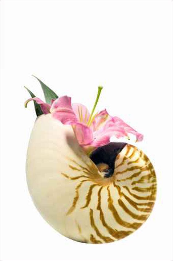 نقدم لكم مجموعة تصاميم رائعة من المزهريات!!