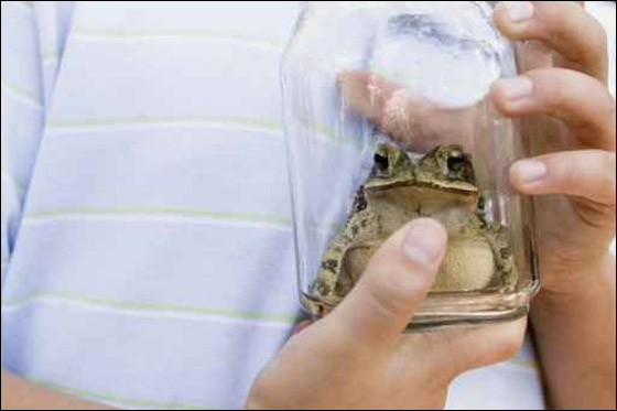 ادمغة الضفادع.. احدث محارب للأمراض!!