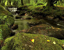 بشرى سارة للمكفوفين: جينات الطحالب تساعد على استعادة البصر