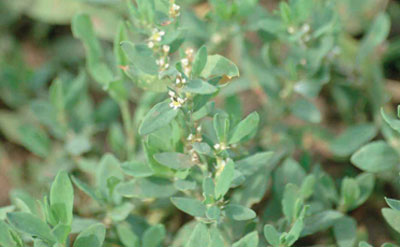 عشبة الخنزير تسبب العمى والحروق للأطفال!