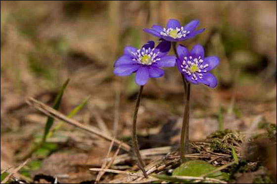 نبات النيلة.. افضل علاج للاورام الدماغية!!