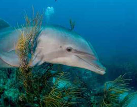 قدرة الدلافين العجيبة على الشفاء تكشف الغموض للأطباء!