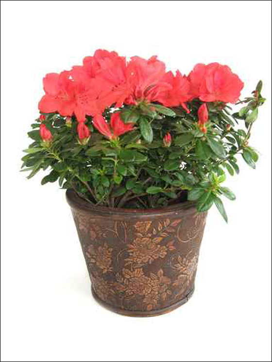 قواوير للورود بأشكال وألوان رائعة تزيد منزلك جمالا! 