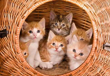 تحذير: اقتناء القطط في سن البلوغ يضاعف احتمالات الإصابة بحساسية