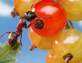 لاطالة عمرك.. أضيف النمل الى طعامك!!