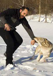اليكم ابرز النصائح في حال هاجمكم كلب شرس!!