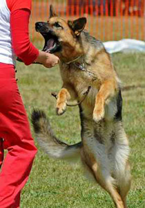 اليكم ابرز النصائح في حال هاجمكم كلب شرس!!