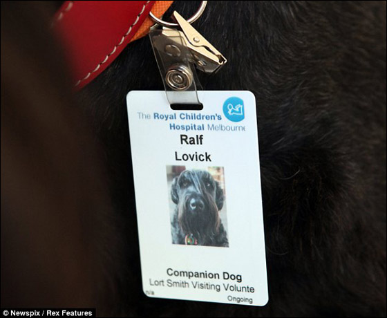 كلب بمشفى اسراليا يصنع المعجزات ويجلب الابتسامة لمرضى السرطان