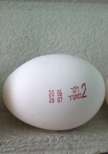 دراسة جديدة تثبت ان لا علاقة بين تناول البيض والكولسترول في الدم