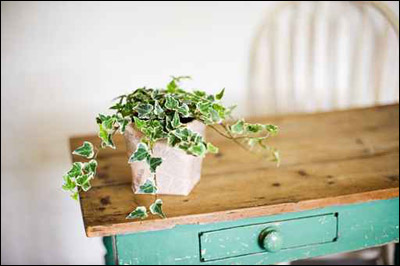 بالصور.. مزهريات رائعة لديكور بيتك!