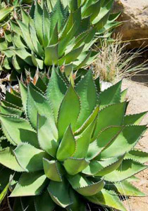 اليك 10 نباتات تطهر وتعطر منزلك