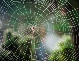 حرير العنكبوت.. افضل علاج للانسان!!